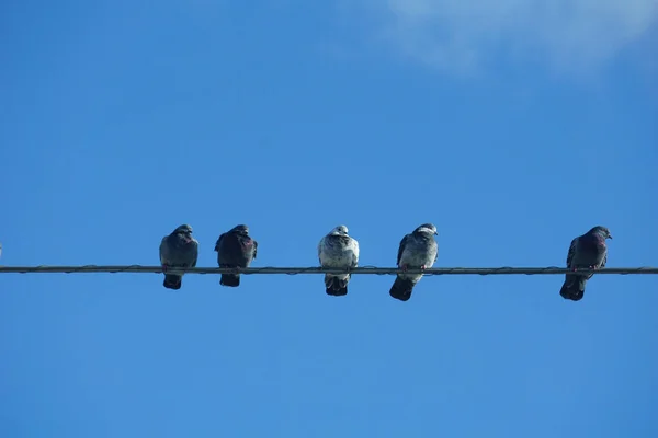 Flock Wild Doves Perching Cable Wire Clear Blue Sky — Stockfoto