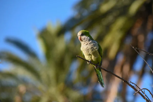 Young Monk Parakeet Myiopsitta Monachus Quaker Parrot Perching Public Park — Stockfoto