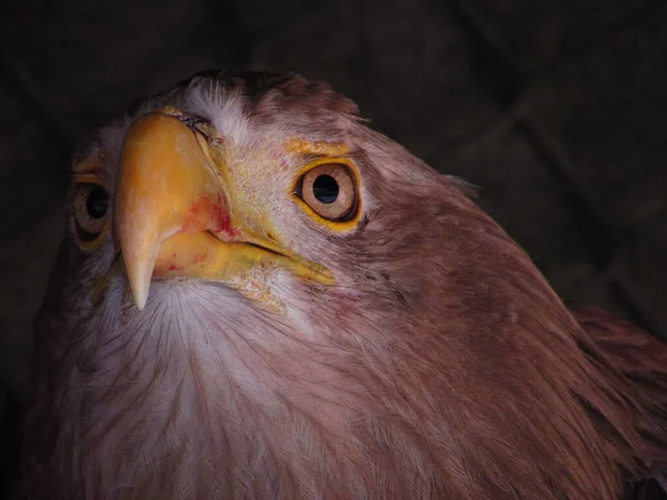 Close Shot Head Eagle Dark Background — Stok fotoğraf