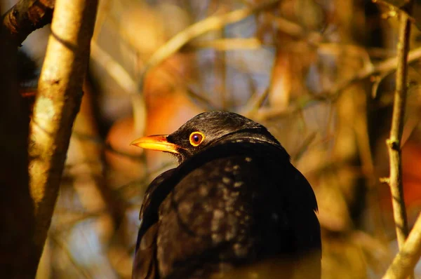 Krásný Záběr Ptáka Přírodním Prostředí — Stock fotografie