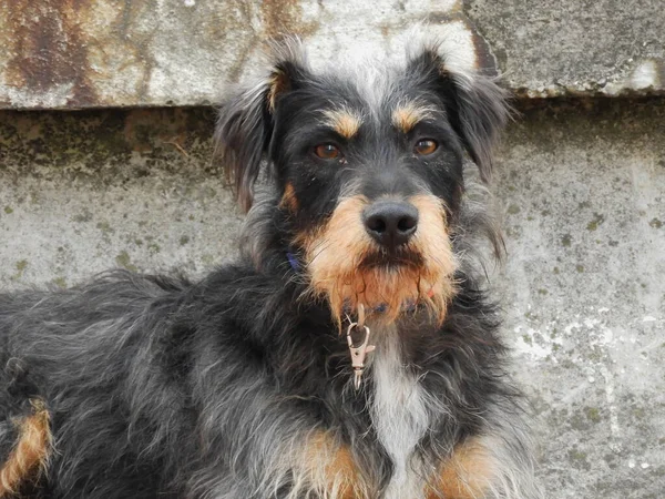 Portrait Cute Street Dog Gray Background — Photo