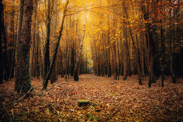 Beau Paysage Nature Automnale Avec Feuillage Tombé Orange Dans Forêt — Photo