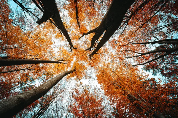 Low Angle Shot Scenery Autumn Nature Orange Foliage Forest Bavaria — Stockfoto