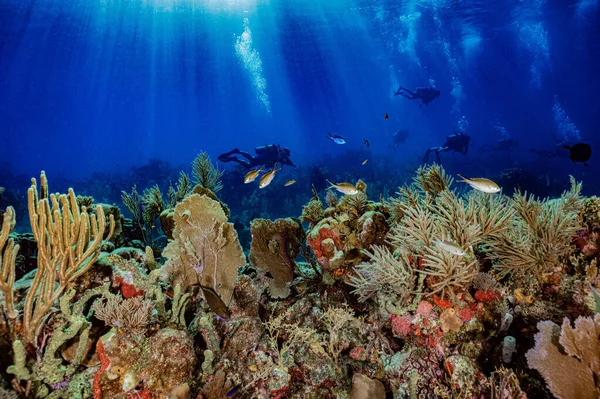 Scène Sous Marine Avec Récif Corallien Poissons Tropicaux — Photo