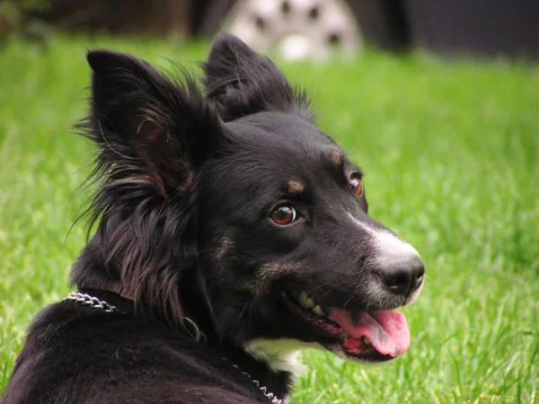 Portrait Black Street Dog Sitting Grass — Stock Fotó