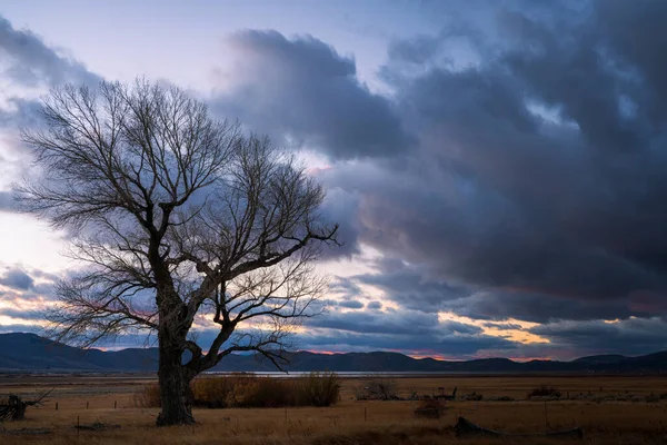 Lone Bare Tree Field Sunrise Rain Washoe Valley Nevada Usa — Foto de Stock