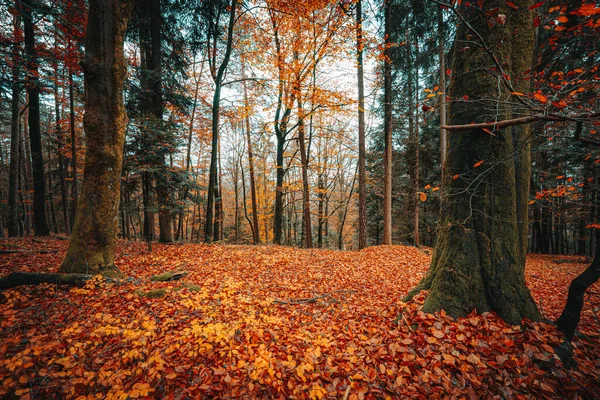 Krásná Scenérie Podzimní Přírody Padlým Oranžovým Listím Bavorském Lese — Stock fotografie