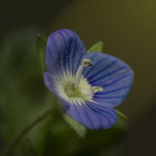 Макрозйомка Синьої Дикої Квітки Полі Розмитим Тлом — стокове фото
