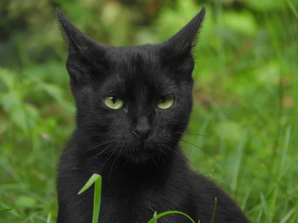 Beautiful Portrait Black Cat Sitting Grass — Zdjęcie stockowe