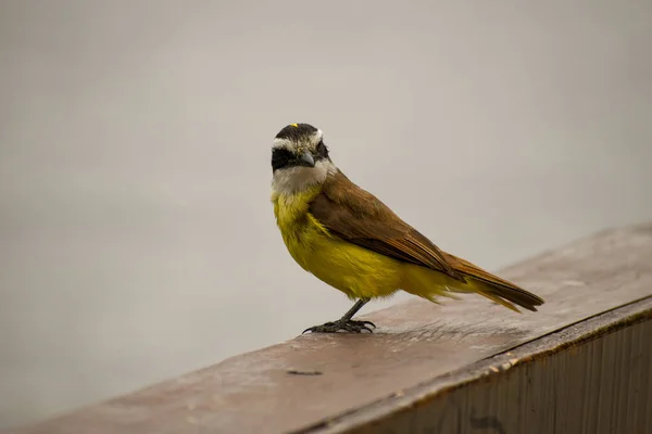 Μεγάλο Kiskadee Pitangus Sulphuratus Bienteveo Comun Σκαρφαλώνοντας Ένα Δημόσιο Πάρκο — Φωτογραφία Αρχείου