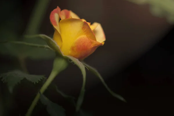 Beautiful Orange Yellow Rose Flower Bud Captured Side — Photo