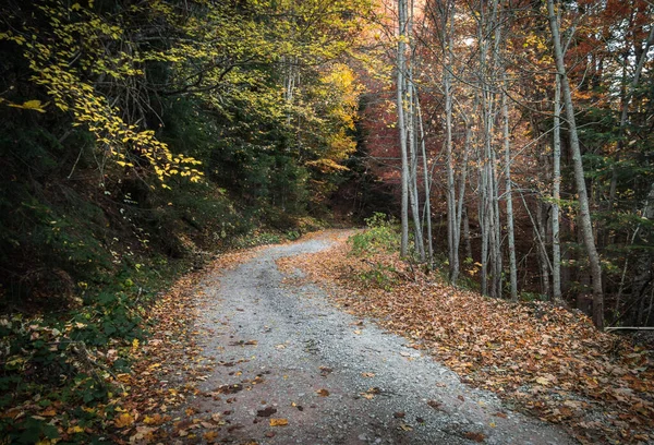 Road Surrounded Autumn Trees Forest — Fotografia de Stock
