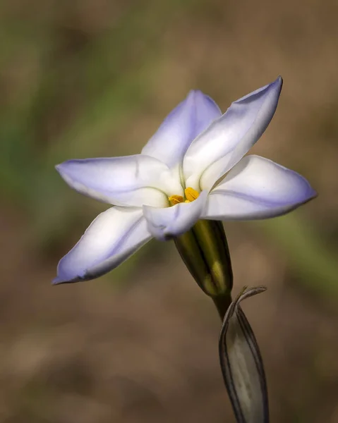 Vertical Shot Wild Flower White Violet Petals Blurred Background — стоковое фото