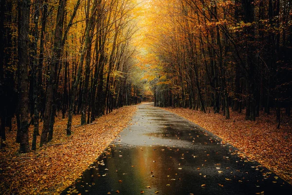 Beautiful Scenery Autumn Nature Fallen Orange Foliage Forest Bavaria — Φωτογραφία Αρχείου