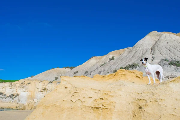 石の山の上の可愛い犬 — ストック写真