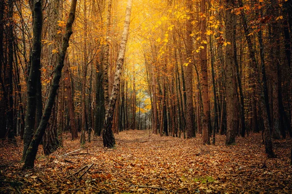 Ett Vackert Landskap Höstnatur Med Fallna Och Orange Lövverk Skogen — Stockfoto