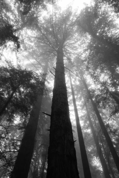 Tiro Vertical Bajo Ángulo Árboles Altos Viejos Bosque Condado Sonoma —  Fotos de Stock