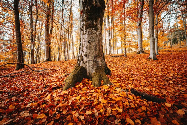 바이에른 삼림의 오렌지 가을의 아름다운 — 스톡 사진