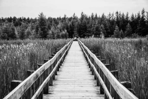 森林中的木桥 — 图库照片