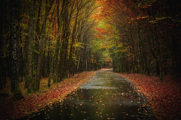 Beautiful Scenery Autumn Nature Fallen Orange Foliage Forest Bavaria — Stock Photo, Image