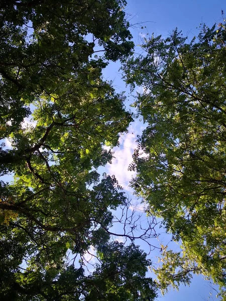 Prachtig Uitzicht Het Bos — Stockfoto