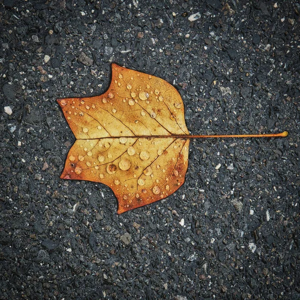 Herbstblatt Auf Dem Boden — Stockfoto