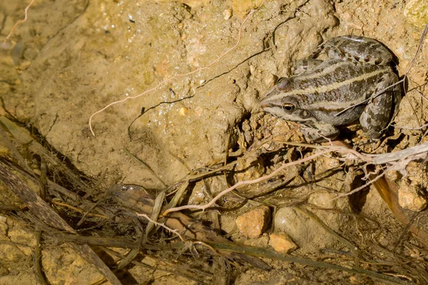 Primo Piano Una Roccia Una Pietra — Foto Stock