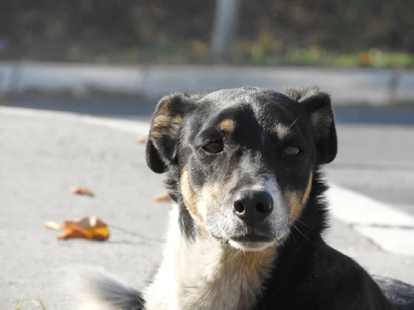 Porträt Eines Hundes Auf Der Straße Einem Sonnigen Tag — Stockfoto