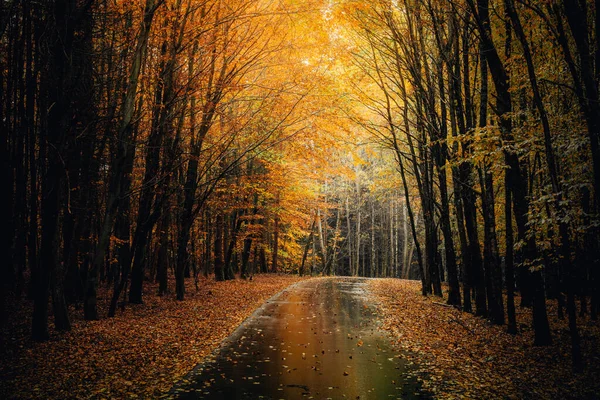 Piękna Sceneria Jesiennej Przyrody Opadniętymi Pomarańczowymi Liśćmi Lesie Bawarii — Zdjęcie stockowe