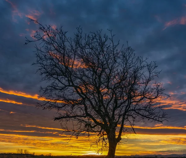 Silhouette Dry Tree Leafy Branches Sunrise Background Cloudy Day — стоковое фото