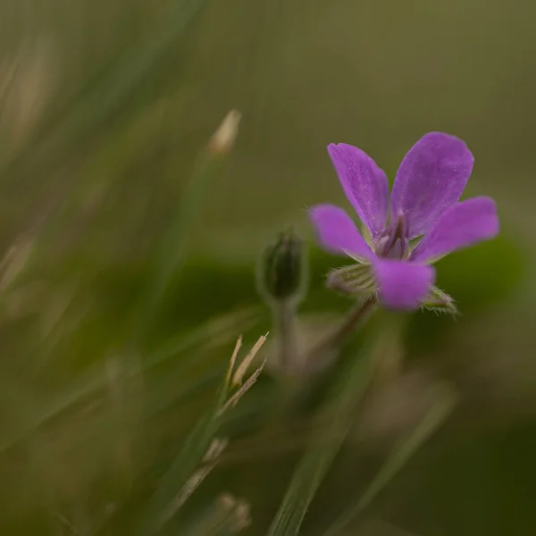 Closeup Shot Small Pink Flower Field Green Blurred Background — Stockfoto