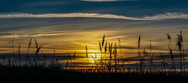 Landscape Silhouette Grass Spikes Sunrise Background — Fotografia de Stock