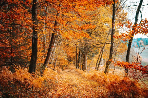 Uma Bela Paisagem Outono Natureza Com Folhagem Caída Laranja Floresta — Fotografia de Stock