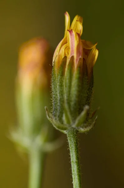 Vertical Shot Unopened Buds Yellow Flowers Green Blurred Background — Stockfoto