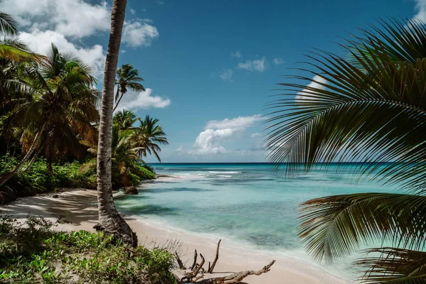Beautiful Scenery Beach Tropical Trees — Stock Photo, Image