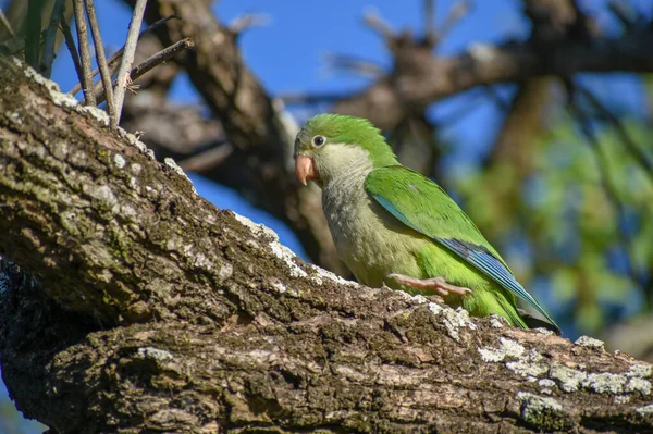 Young Monk Parakeet Myiopsitta Monachus Quaker Parrot Perching Public Park — Stock Fotó