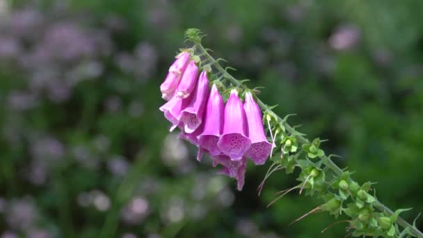 Vacker Botanisk Skott Naturliga Tapeter — Stockvideo