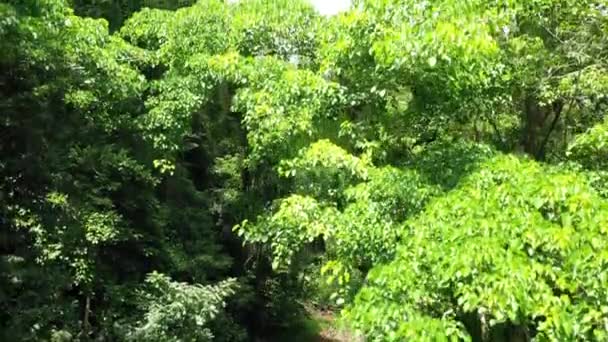 Зелені Дерева Лісі — стокове відео