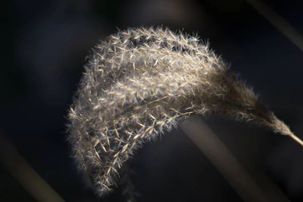 美しい植物の芽を閉じて — ストック写真