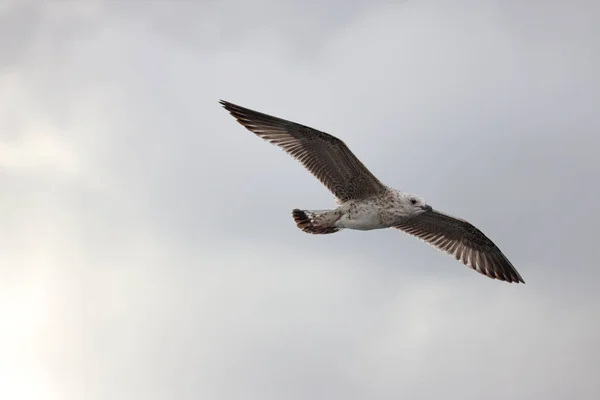 Gaivota Voando Céu — Fotografia de Stock