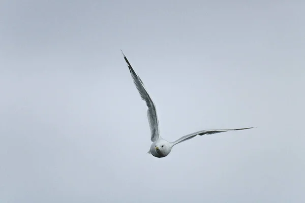 Mås Som Flyger Skyn — Stockfoto