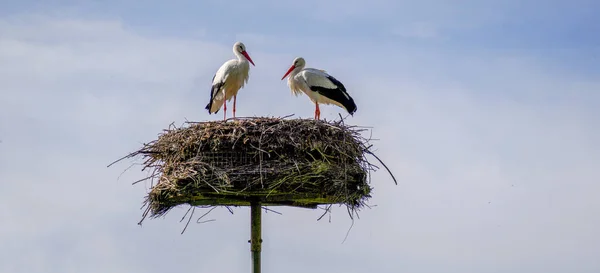 Storks Nest Background Blue Sky — Stock Photo, Image