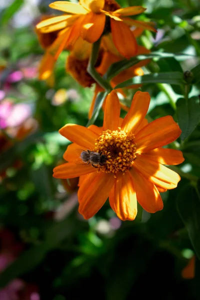 Mooie Bloemen Tuin — Stockfoto