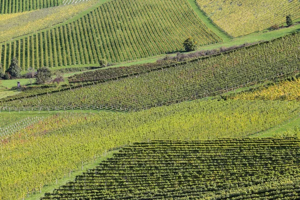 Vinice Údolí Španělské Krajiny — Stock fotografie