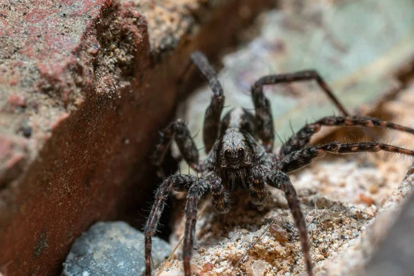 Spinne Auf Der Webseite — Stockfoto