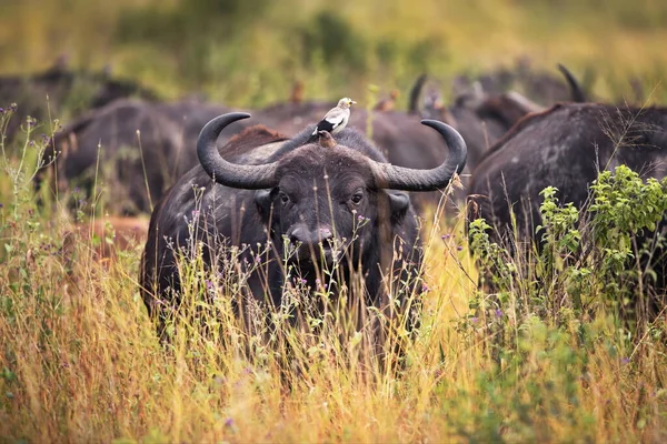 Afrikai Bölény Kenya Szavannájában — Stock Fotó