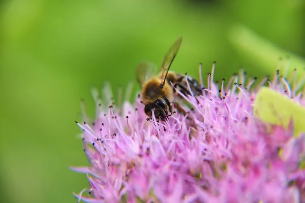 Nahaufnahme Einer Biene Die Pollen Einer Blume Sammelt — Stockfoto