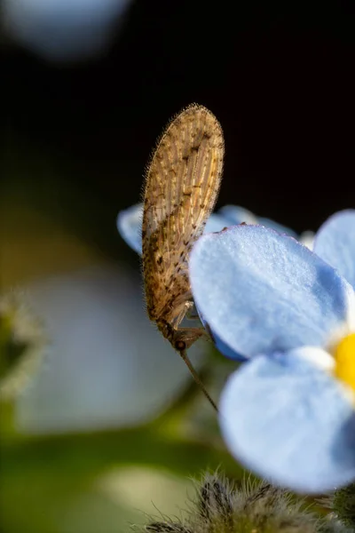 Närbild Fjäril Blomma — Stockfoto