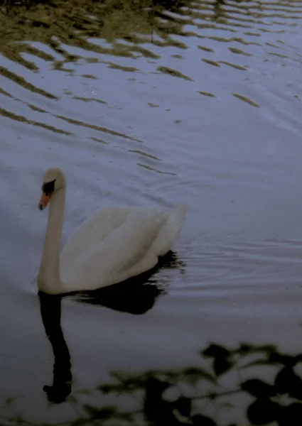 Schöner Weißer Schwan Auf Dem See — Stockfoto