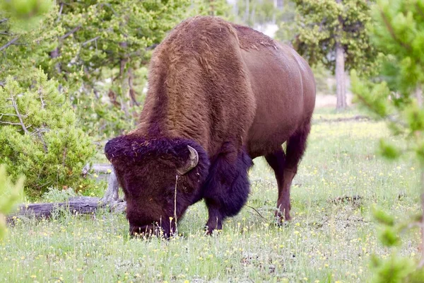 Bisonte Naturaleza — Foto de Stock